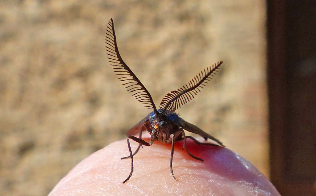 Identificazione lepidottero - Theresimima ampellophaga